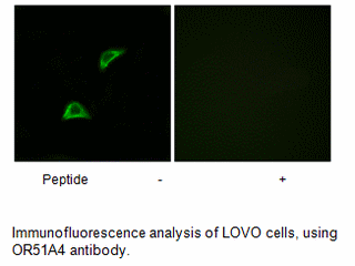 Product image for OR51A4 Antibody