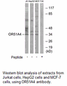 Product image for OR51A4 Antibody