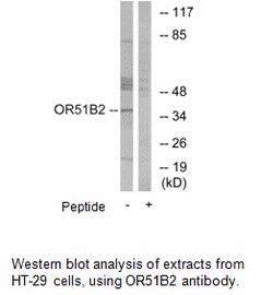 Product image for OR51B2 Antibody