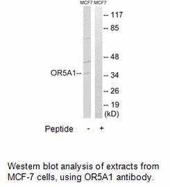 Product image for OR5A1 Antibody