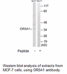 Product image for OR5A1 Antibody
