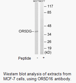 Product image for OR5D16 Antibody