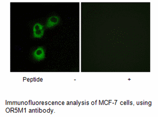 Product image for OR5M1 Antibody