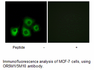 Product image for OR5M1/5M10 Antibody