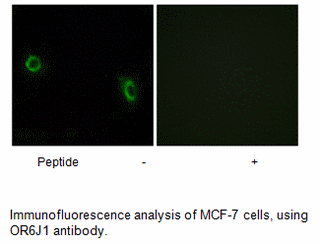 Product image for OR6J1 Antibody