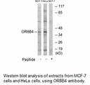 Product image for OR8B4 Antibody