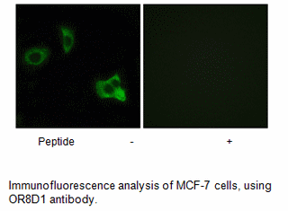 Product image for OR8D1 Antibody