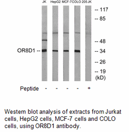 Product image for OR8D1 Antibody