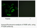 Product image for PTGDR Antibody