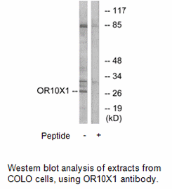 Product image for OR10X1 Antibody