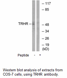 Product image for TRHR Antibody