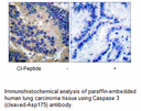 Product image for Caspase 3 (Cleaved-Asp175) Antibody