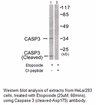 Product image for Caspase 3 (Cleaved-Asp175) Antibody