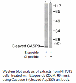 Product image for Caspase 9 (Cleaved-Asp353) Antibody