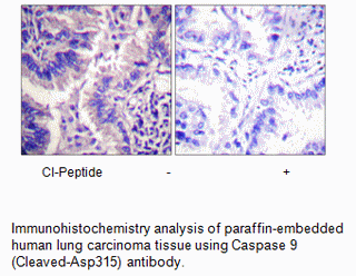 Product image for Caspase 9 (Cleaved-Asp315) Antibody