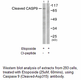 Product image for Caspase 9 (Cleaved-Asp315) Antibody