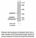 Product image for Caspase 9 (Cleaved-Asp330) Antibody