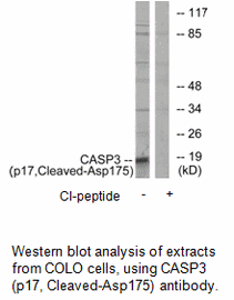 Product image for CASP3 (p17,Cleaved-Asp175) Antibody