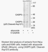 Product image for CASP5 (p20,Cleaved-Asp121) Antibody