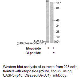 Product image for CASP5 (p10,Cleaved-Ser331) Antibody