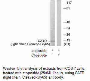 Product image for CATD (light chain,Cleaved-Gly65) Antibody