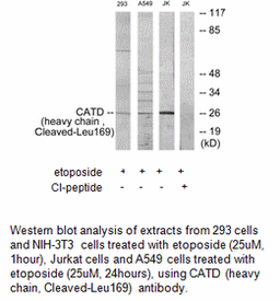 Product image for CATD (heavy chain,Cleaved-Leu169) Antibody