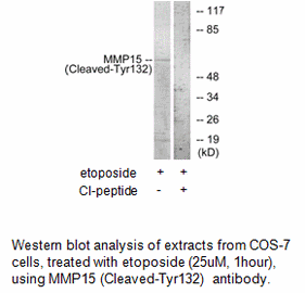 Product image for MMP15 (Cleaved-Tyr132) Antibody