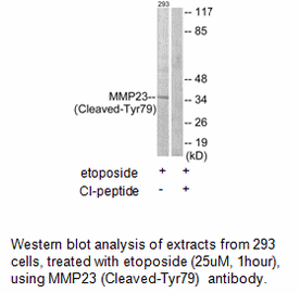 Product image for MMP23 (Cleaved-Tyr79) Antibody