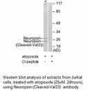 Product image for Neuropsin (Cleaved-Val33) Antibody