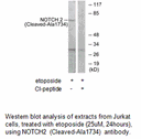 Product image for NOTCH2 (Cleaved-Ala1734) Antibody