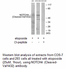 Product image for NOTCH4 (Cleaved-Val1432) Antibody
