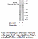 Product image for PARP (Cleaved-Gly215) Antibody