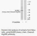 Product image for KLKB1 (heavy chain,Cleaved-Arg390) Antibody