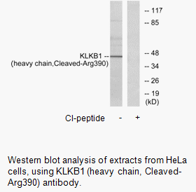 Product image for KLKB1 (heavy chain,Cleaved-Arg390) Antibody