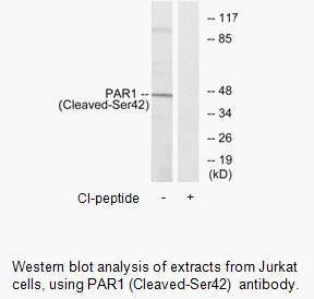 Product image for PAR1 (Cleaved-Ser42) Antibody