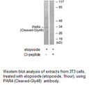 Product image for PAR4 (Cleaved-Gly48) Antibody