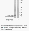 Product image for SUMO2/3 (Cleaved-Gly93) Antibody
