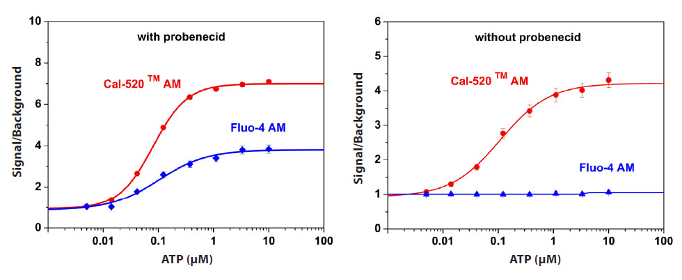 ATP-stimulated calcium responses with and without probenecid