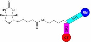 The Chemical structure of ReadiView™ biotin