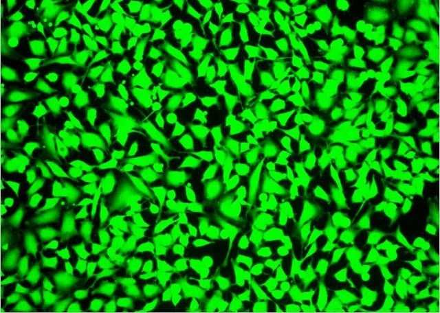 Image of CHO cells fixed with formaldehyde
