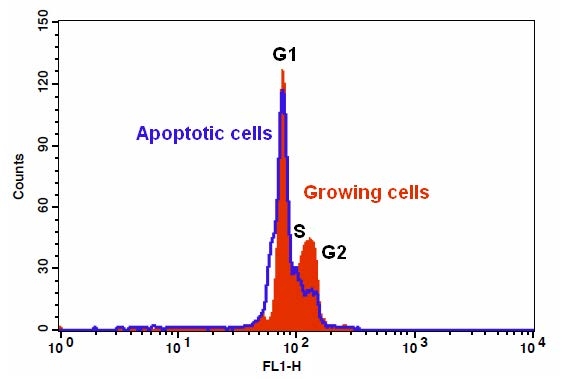 DNA profile in growing and camptothecin treated Jurkat cells