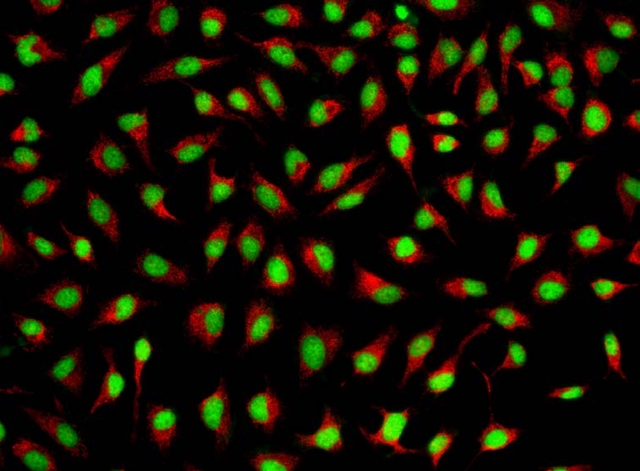 HeLa cells stained with Nuclear green lcs1.