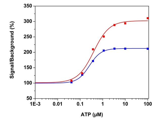 ATP dose responses in CHO-K1 cells