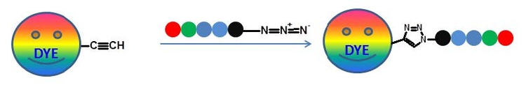 The reaction scheme of a biomolecule azide with a dye alkyne.