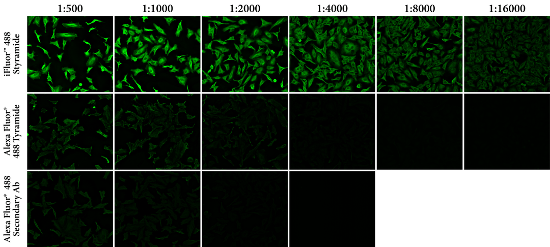 Relative Fluorescence vs. Antibody Dilution