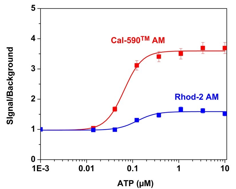 ATP-stimulated calcium response of endogenous P2Y receptor in CHO-K1 cells.