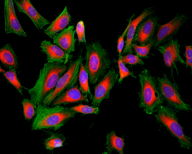 Live cells stained with Kit