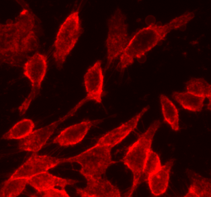 fluorescence image of HeLa cells stained with Cell Navigator<sup>®</sup> Cell Plasma Membrane Staining Kit