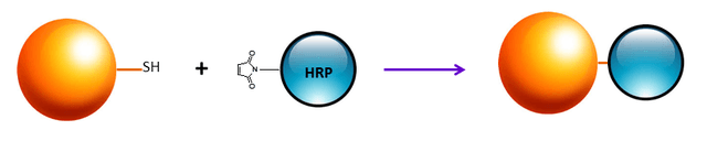 labeling principles of HRP NHS ester and HRP maleimide with proteins and other biomolecules.