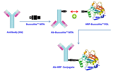 working principle of ReadiLink™ HRP Antibody Conjugation Kits